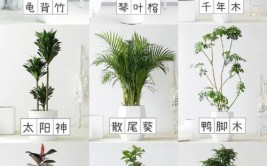 2023年度客厅绿植排行榜共有10种植物榜上有名一起来看看吧