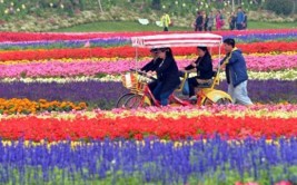 注意周浦花海将进行冬季土壤养护12月4日起暂时闭园