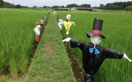 石狮湿地公园 来了驱鸟“稻草人”(稻草人湿地公园水稻候鸟)