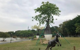 420公顷的东莞植物园怎么逛可以看完这个小贴士再逛植物园