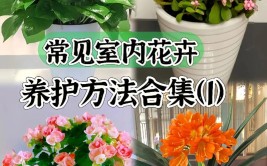 绿植点亮生活花卉有哪些种植养护技巧跟着这个社区来学学