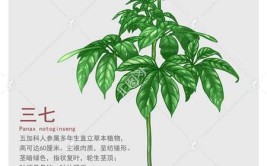 超实用三七种植技巧详解