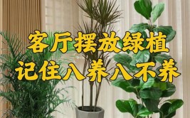 客厅放绿植要坚持8要4不要不是迷信是过来人的经验教训