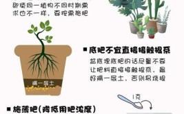 植物养护101从浇水到施肥这些基础技巧你必须知道