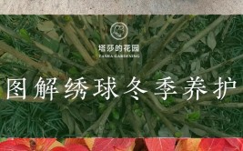 绣球花日常养护总结秋季不要剪冬季要休眠夏季要注意什么