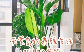 天堂鸟的养护方法和注意事项掌握养护技巧打造ins风家居环境