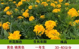 孔雀草养护方法学会这5点枝叶茂盛花多又鲜艳