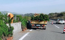 精细化管理视角下的高速公路绿化养护技术