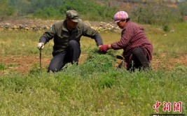 80后赵建军走上花木路种出致富花