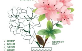 园艺师教你杜鹃花怎么养这可能是关于杜鹃花最全面的教程了