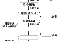 动物细胞培养的原理