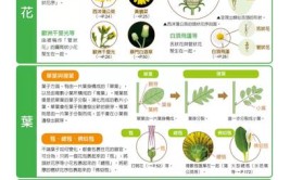 在四季变迁中生生不息(变迁面朝大海植物百科)