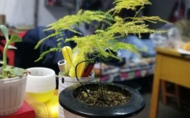 这些植物适合学生寝室种植赶快抱一盆去陪着你吧