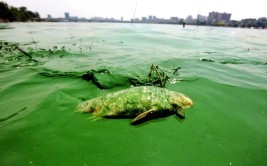 湖北安陆水源地“水华”危机(安陆自来水水源地山水解放)