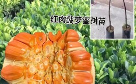 菠萝蜜果树不难种按这3点来种植果树5年就结果