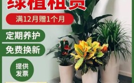 青岛绿植租摆竟然可以按月租赁