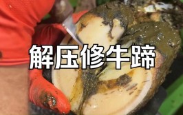 修牛蹄(蹄子喷嘴里了切割牛牛)