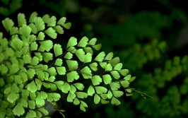 植物沙龙乐趣多用绿色点缀生活之美