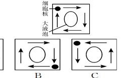 胞质环流是顺时针还是逆时针