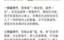 富贵竹的寓意和象征你了解吗应该如何养护建议收藏