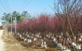 中国红福建山樱花茶梅球福建省德化县辉豪绿化苗木基地