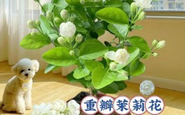 茉莉花期久花香四溢做好3方面养护花量大满屋茉莉香