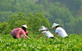 踏青采茶赏花广东最新清明节游玩攻略请查收