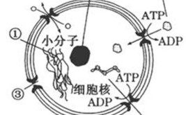 核孔有选择透过性吗