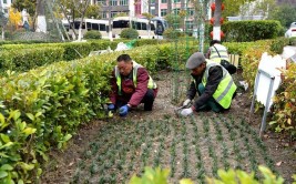 补植正当时 增绿又添彩 松原市全面开展道路绿化补栽工作