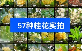 桂花的品种这么多哪个品种好选对了香气满家贵人到