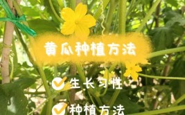 教你在水壶里种植黄瓜方法简单又高产老农2分钟教会你