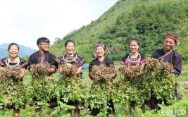 荔波：六年攻坚破桎梏 今朝扶风腾九霄(荔波攻坚亿元脱贫帮扶)