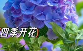 3月份适合养哪些花首选绣球花30块的价格花开一整夏