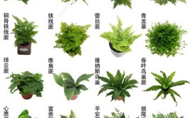 园林应用中常见蕨类植物的分类和品种有哪些