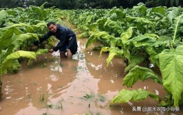 作物遭遇大雨水淹后怎么补救与管理抓好这几点可避免减产损失