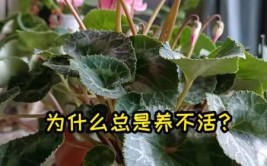 我的养花经历告诉自己无论多苦多难生活其实很简单