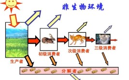 生态系统中生产者的作用是什么