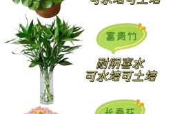 绿植美学｜九款办公室绿植养护分享