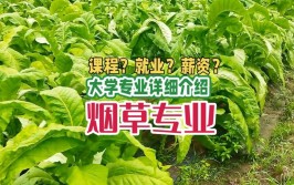 烟草属于什么专业