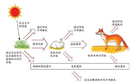 能量流动的起点是什么