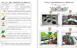 精美又实用的高颜值儿童园艺指南动手种植的过程中感受自然乐趣