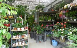 分享花店日常带你了解花店鲜花绿植养护常鲜花实体店