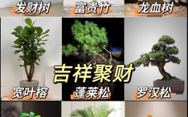 花掌门绿植办公室观叶绿植该如何摆放