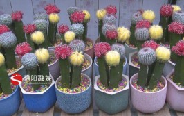 泗阳春暖花市闹绿植盆栽热销