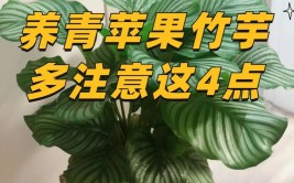 苹果竹芋怎么养