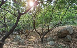 山东蒙阴：“树上”的风景(蒙阴树上镇安板栗新华网)