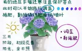 绣球花的养护方法