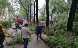 南宁市武鸣区狂风骤雨后 绿化抢险忙