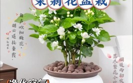 新手必看刚买回来的茉莉花盆栽养护指南