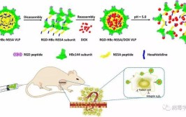 西安交大研究智能控释材料 实现对肿瘤精准治疗(肿瘤治疗控释药物靶向)